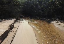 Mangue e humanos: córrego de Manguinhos (SFI)