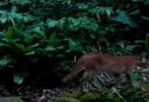 Trio de onças-pardas e grupo de quatis são vistos no Parque Estadual Cunhambebe, em Mangaratiba