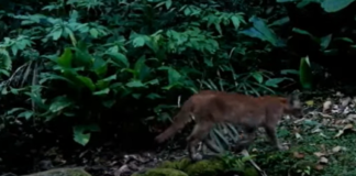 Trio de onças-pardas e grupo de quatis são vistos no Parque Estadual Cunhambebe, em Mangaratiba