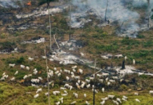 Mais de 90% do desmatamento na Amazônia são para abrir pastagens