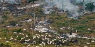 Mais de 90% do desmatamento na Amazônia são para abrir pastagens