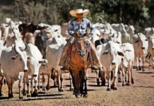 Prefeituras que recusaram programa federal antidesmatamento são comandadas por fazendeiros
