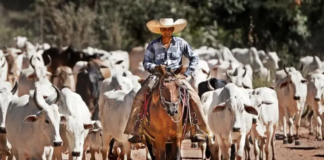 Prefeituras que recusaram programa federal antidesmatamento são comandadas por fazendeiros
