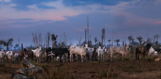 Bancos investiram US$ 395 bilhões em setores que impulsionam a destruição de florestas tropicais