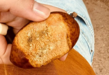 Motor para o desenvolvimento do país, a bioeconomia é o ativo que mantém a floresta em pé