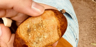 Motor para o desenvolvimento do país, a bioeconomia é o ativo que mantém a floresta em pé