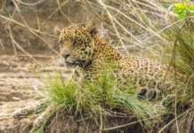 Petróleo ameaça onças e maior manguezal do mundo na Amazônia