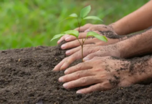 Estudo aponta restauração florestal como motor de crescimento econômico e ambiental