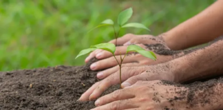 Estudo aponta restauração florestal como motor de crescimento econômico e ambiental