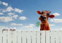 Brasil aprova o uso de cannabis na pecuária para “melhorar” o bem-estar animal