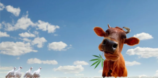 Brasil aprova o uso de cannabis na pecuária para “melhorar” o bem-estar animal