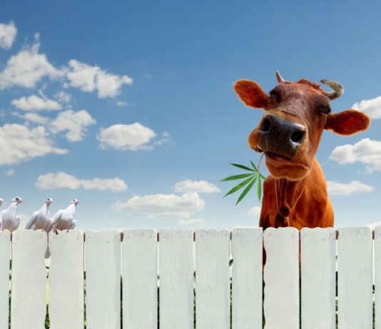 Brasil aprova o uso de cannabis na pecuária para “melhorar” o bem-estar animal