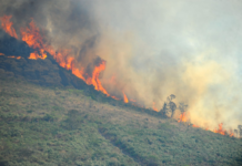 Alerj aprova sistema Estadual de Prevenção a Incêndios Florestais