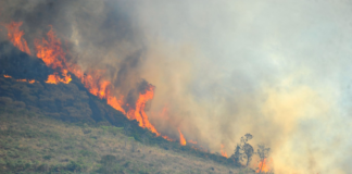Alerj aprova sistema Estadual de Prevenção a Incêndios Florestais