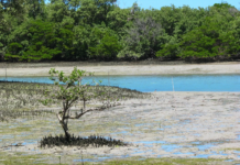 Supremo garante a proteção de manguezais no país todo
