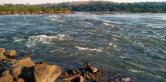 Pesquisa da UFMT aponta contaminação de 98% dos peixes em rios da bacia amazônica