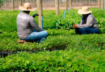 Serviço Florestal oferece 16 cursos gratuitos até o fim de 2024