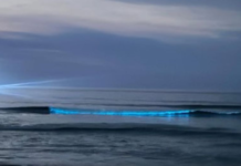 Fenômeno raro encanta banhistas na Praia Grande de Arraial do Cabo