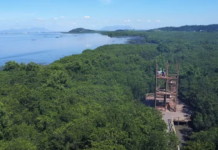 Conservação e recuperação dos manguezais têm papel crucial no clima