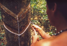 Diálogo entre ciências indígena e ocidental é fundamental para futuro sustentável, diz artigo na Science