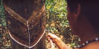 Diálogo entre ciências indígena e ocidental é fundamental para futuro sustentável, diz artigo na Science