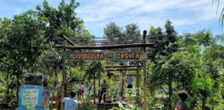 Agrofloresta comunitária no Rio sustenta pássaros, abelhas e pessoas