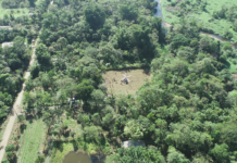 Comunidade do MST investe em agrofloresta e cria ‘paraíso verde’ no Paraná