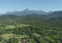 Como as agroflorestas garantem segurança alimentar, renda e regulação climática
