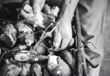 Farinha de mandioca e abacaxi do norte fluminense buscam reconhecimento nacional