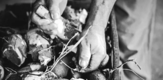 Farinha de mandioca e abacaxi do norte fluminense buscam reconhecimento nacional