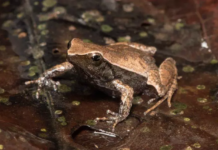 Ameaçada de extinção, rã-de-seropédica ganha projeto de proteção do BioParque