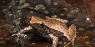 Ameaçada de extinção, rã-de-seropédica ganha projeto de proteção do BioParque