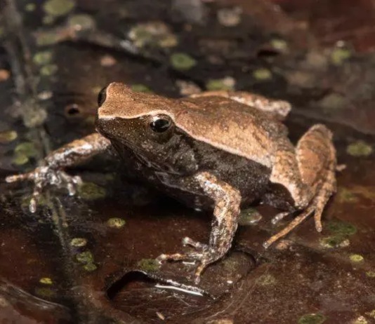 Ameaçada de extinção, rã-de-seropédica ganha projeto de proteção do BioParque