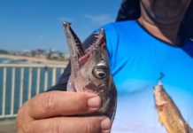 Peixes-espada podem ter confundido banhistas com alimento em ataque em Rio das Ostras, diz biólogo