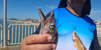 Peixes-espada podem ter confundido banhistas com alimento em ataque em Rio das Ostras, diz biólogo