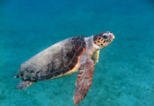 Meio Ambiente de Cabo Frio alerta para cuidados com as tartarugas Careta caretta
