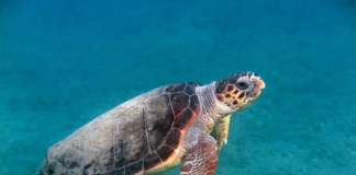 Meio Ambiente de Cabo Frio alerta para cuidados com as tartarugas Careta caretta