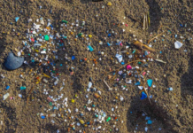 Estudo encontra contaminação por microplásticos em 99% das amostras de frutos do mar