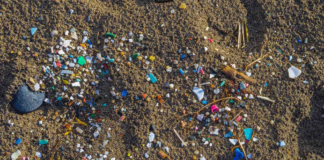 Estudo encontra contaminação por microplásticos em 99% das amostras de frutos do mar
