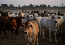 Segundo maior frigorífico brasileiro lucra na Bolsa com lavagem de gado, desmatamento ilegal e pressão sobre terra indígena