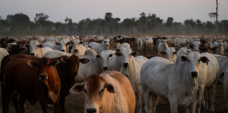Segundo maior frigorífico brasileiro lucra na Bolsa com lavagem de gado, desmatamento ilegal e pressão sobre terra indígena
