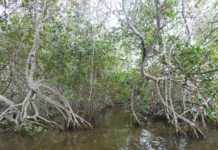 Manguezais da região sob ameaça