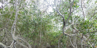 Manguezais da região sob ameaça