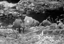 Antas reaparecem no Rio de Janeiro após 100 anos