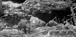 Antas reaparecem no Rio de Janeiro após 100 anos