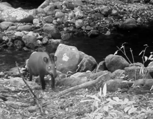 Antas reaparecem no Rio de Janeiro após 100 anos