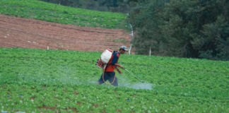 Liberação de agrotóxicos e defensivos biológicos bate recorde em 2024