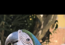 Arara-canindé é resgatada em Maricá pela secretaria de Segurança Cidadã