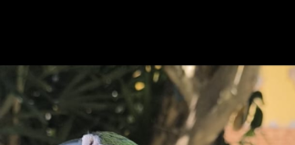 Arara-canindé é resgatada em Maricá pela secretaria de Segurança Cidadã