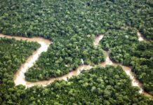 Fórum Social Pan-Amazônico Lança a Frente Parlamentar Global pelos Direitos da Natureza Floresta Amazônica - Região Sudoeste Paraense